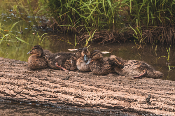 Juvenile Ducks in a Row Print