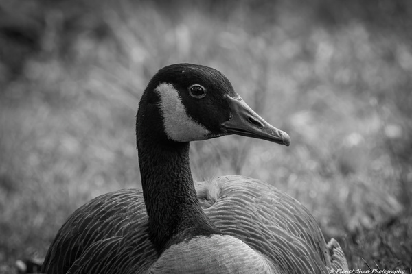 Canada Goose Portrait - Black and White by Chad Meyer