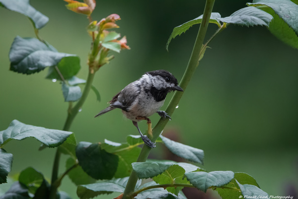 Carolina Chickadee - After The Rain  Print