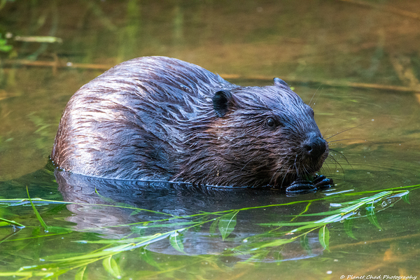 Hungry Beaver  Print