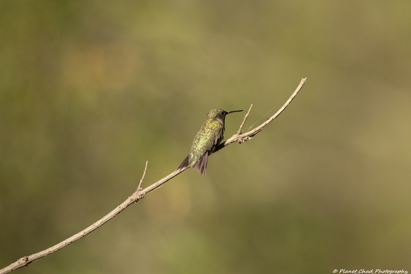 The Lonely Hummingbird  Print