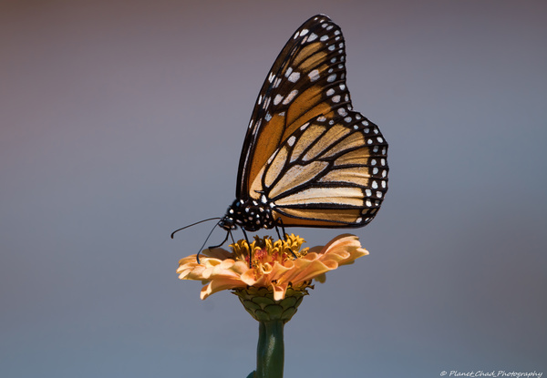 Beautiful Monarch Butterfly  Print