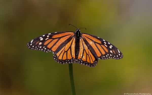 Monarch Butterfly Wing Spread  Print