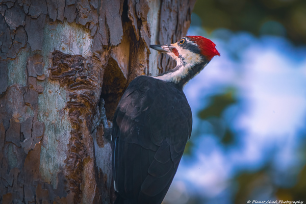 Pileated Woodpecker Up Close by Chad Meyer