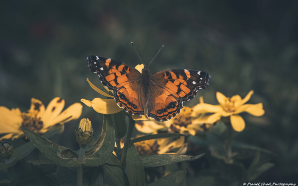 Painted Lady Butterfly - Artistic  Print