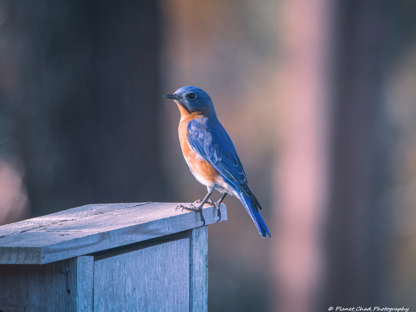 Eastern Bluebird - Stunning Color by Chad Meyer