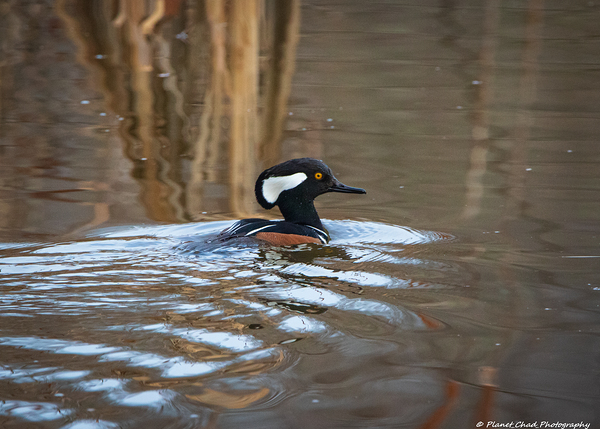 Swimming Hooded Merganser by Chad Meyer