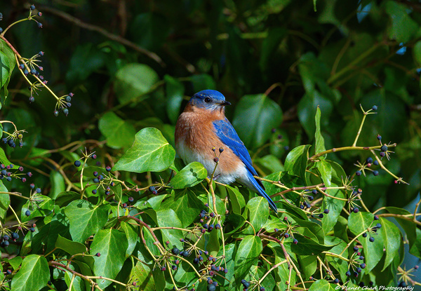 Bluebird in the Berry Tree by Chad Meyer