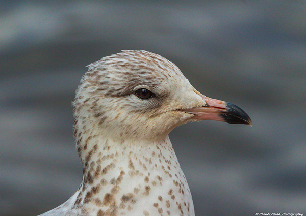 Young Gull Portrait by Chad Meyer