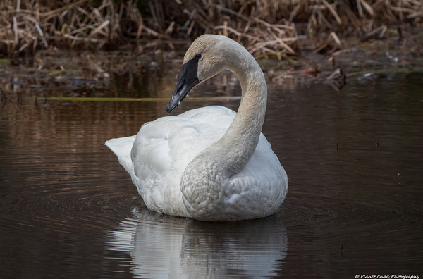 Beautiful Trumpeter Swan by Chad Meyer