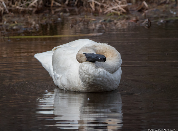 Trumpeter Swan Head Rub by Chad Meyer