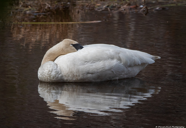 Sleeping Trumpeter Swan by Chad Meyer