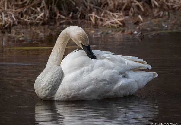 Preening Trumpeter Swan Print