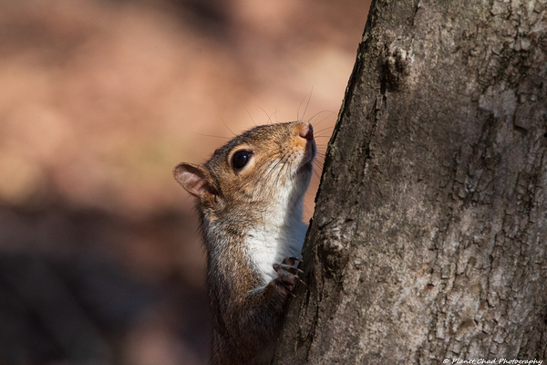 Squirrel in the Sunlight Print