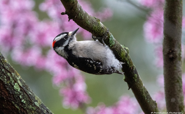Downy Woodpecker Working Hard by Chad Meyer