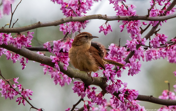 Carolina Wren in the Redbud by Chad Meyer