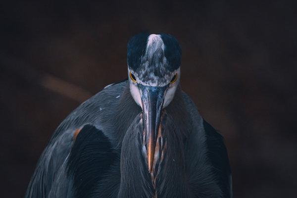 Great Blue Heron - Beak of Disapproval Print
