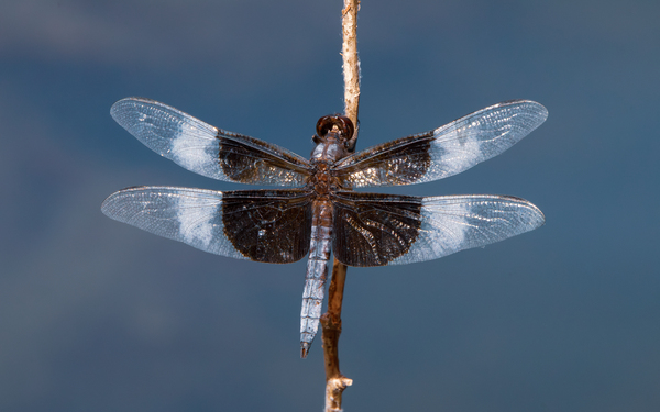 Widow Skimmer Dragonfly - Wings Like Stained Glass Print