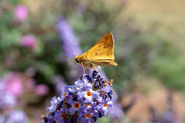 Fiery Skipper - Soft Glow on Lavender Print