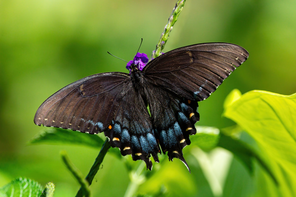 Spicebush Swallowtail - Midnight Wings and Morning Light Print