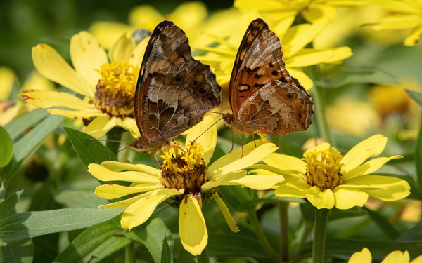 Variegated Fritillaries - Butterfly Courtship on Zinnias Print