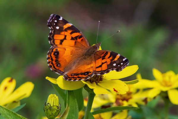 Painted Lady Butterfly - Bold on the Bloom Print