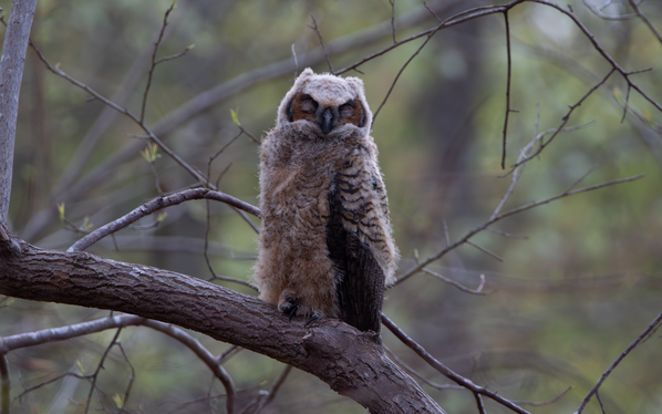Great Horned Owlet - Forest Nap  Print