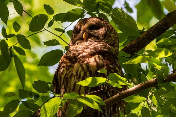 Barred Owl - Sun Dappled Light Print