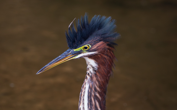Green Heron - Flushed and Fabulous Imprimer
