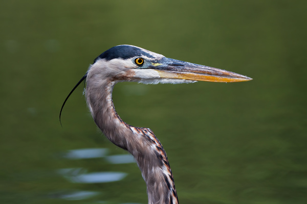 Great Blue Heron - Steely Gaze Print