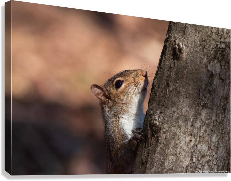 Squirrel in the Sunlight Canvas Print