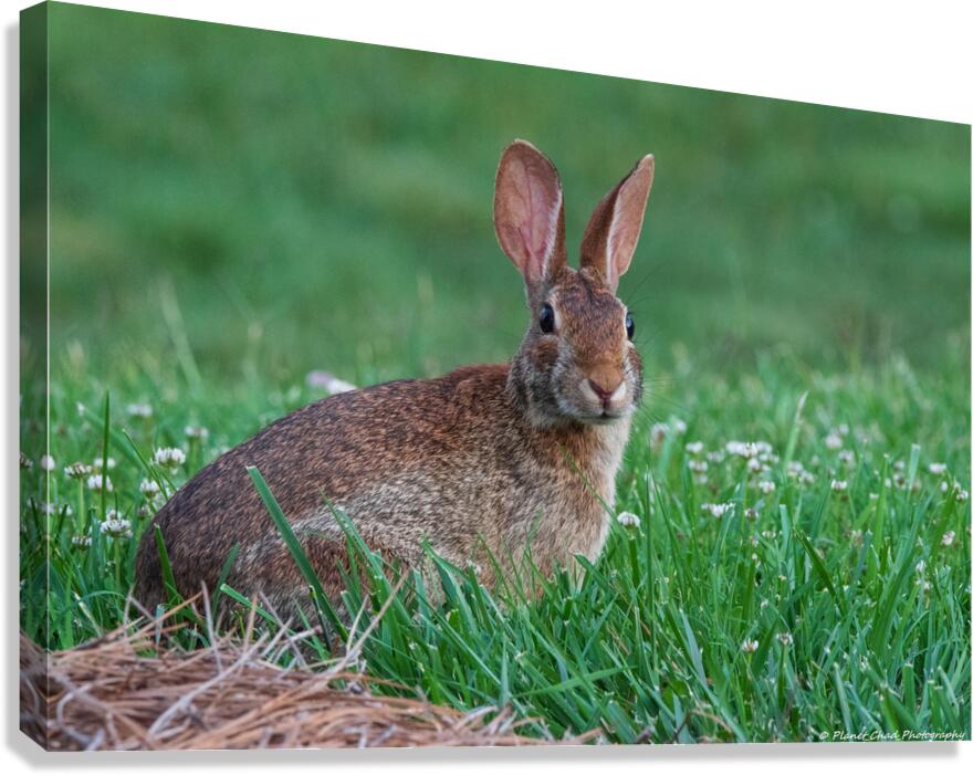 Backyard Bunny - Spring Days Canvas Print