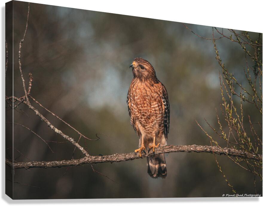 Curious Red Shouldered Hawk  Canvas Print