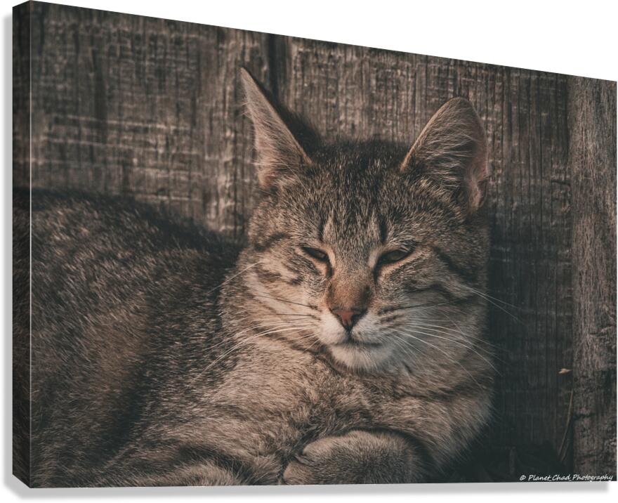 Sleepy Cat Canvas Print