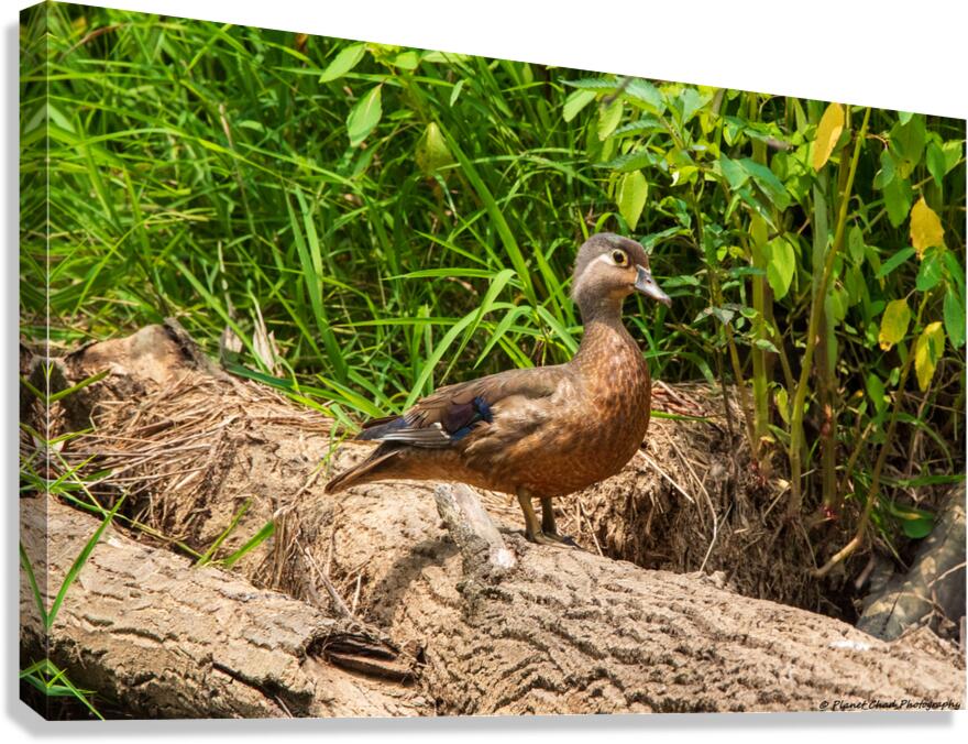 Wood Duck on a Log  Canvas Print