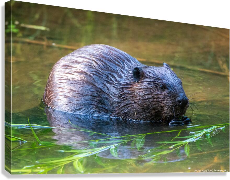 Hungry Beaver  Canvas Print