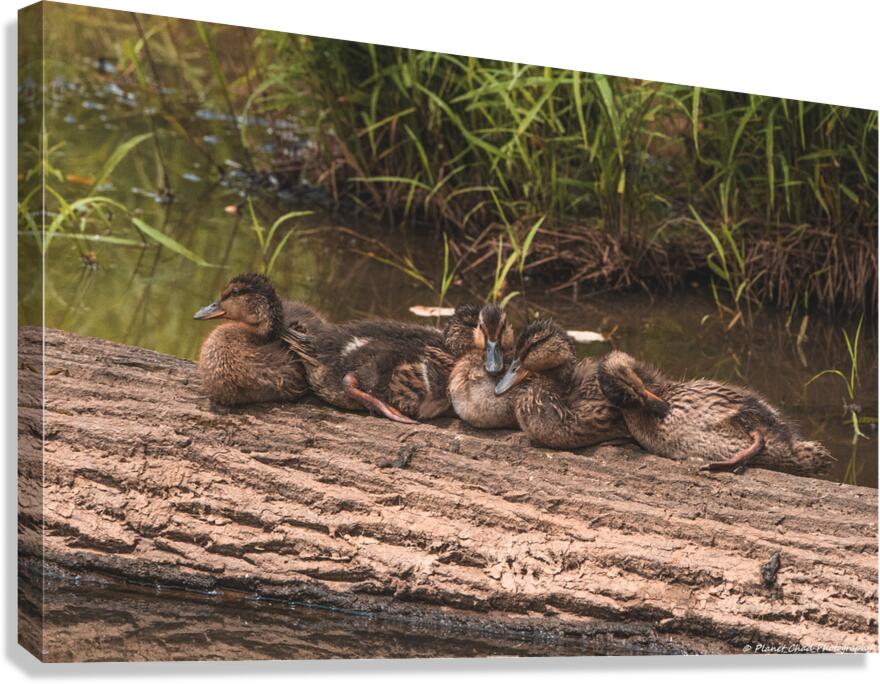 Juvenile Ducks in a Row Canvas Print