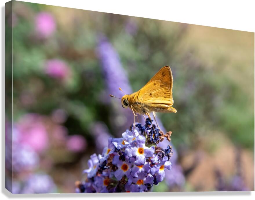 Fiery Skipper - Soft Glow on Lavender Canvas Print