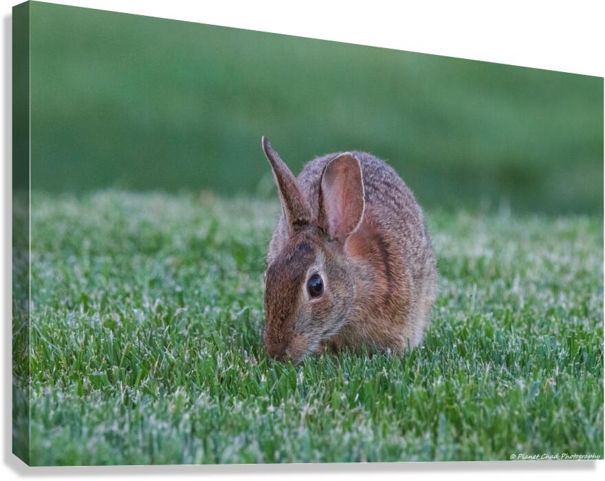 Backyard Bunny - Eye On Me  Canvas Print