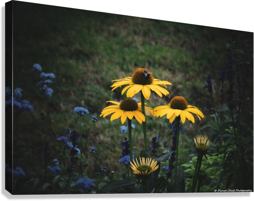 Yellow Coneflower Trio  Canvas Print