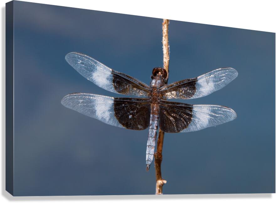 Widow Skimmer Dragonfly - Wings Like Stained Glass Canvas Print
