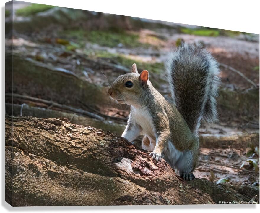 Curious Squirrel  Canvas Print