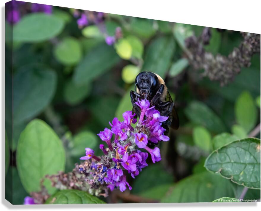 Carpenter Bee - Hungry for Pollen  Canvas Print