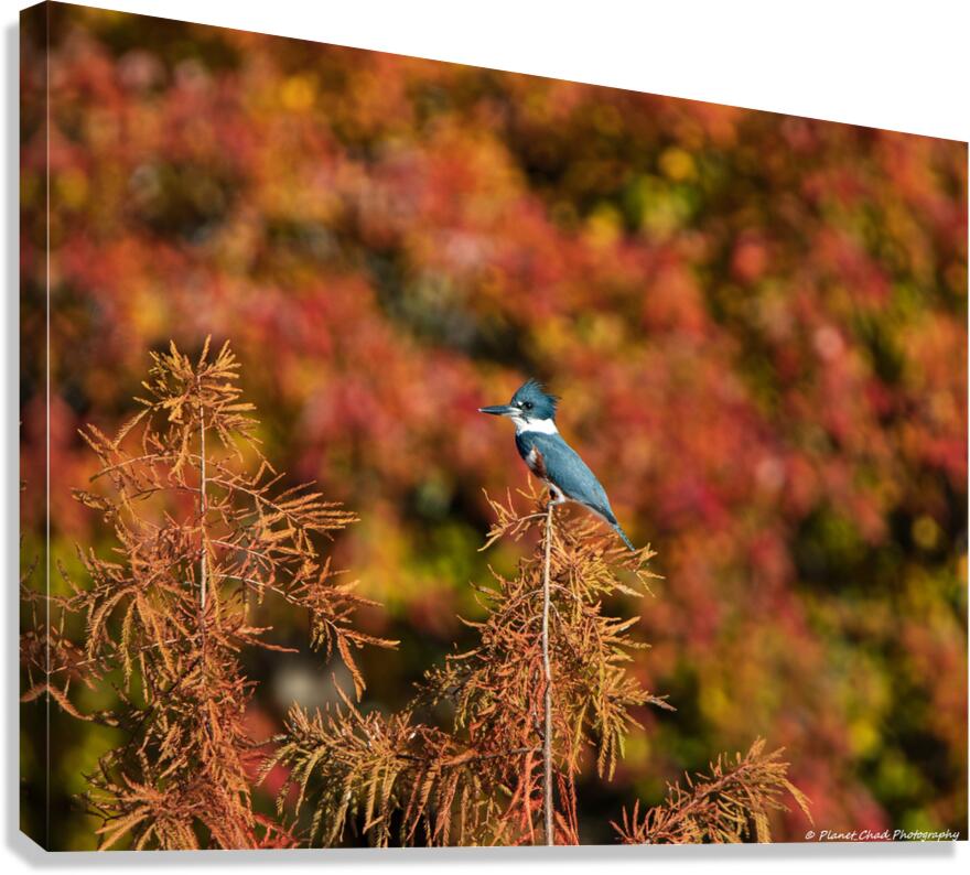 Kingfisher in Autumn Bokeh  Canvas Print