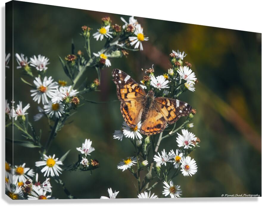 Beautiful American Lady on Aster  Canvas Print