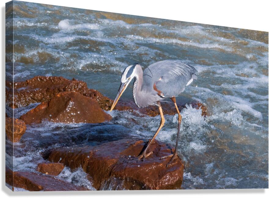 Great Blue Heron - Rock Hopper on the Hunt Canvas Print