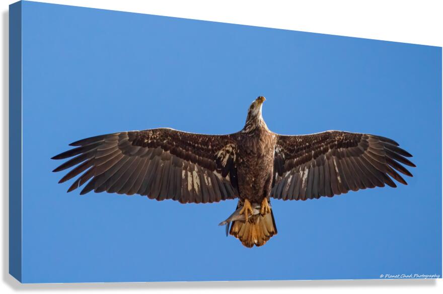 Juvenile Bald Eagle - Fresh Catch  Canvas Print