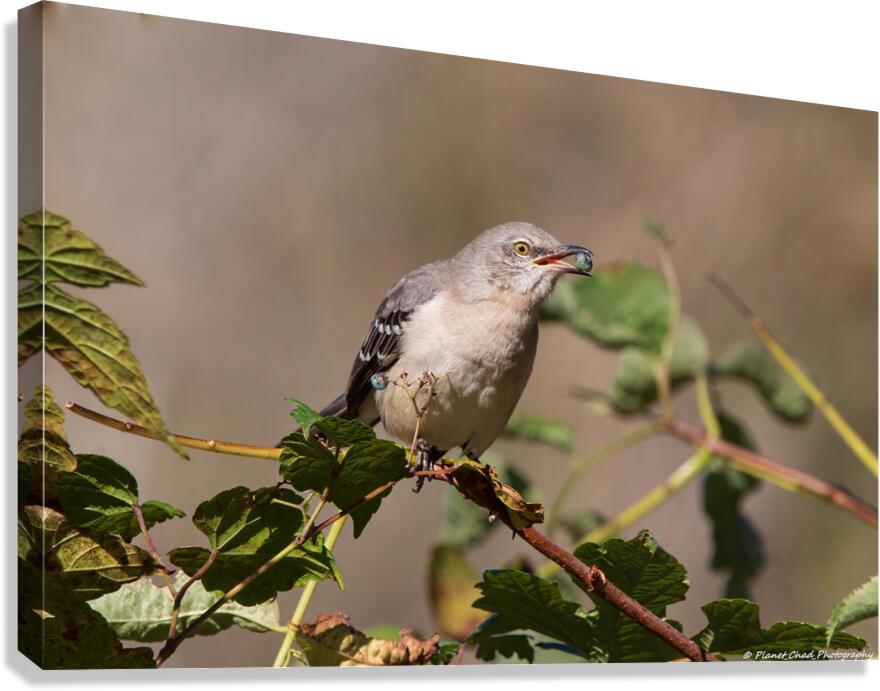 Northern Mockingbird - Berry in the Beak  Canvas Print