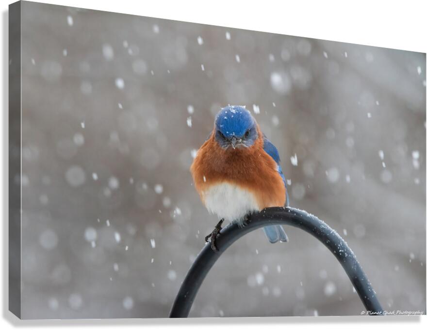 Unhappy Bluebird in the Snow  Canvas Print
