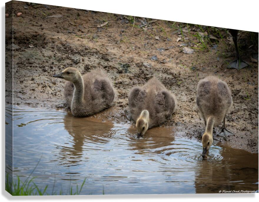 Goslings - A Quiet Moment by the Stream  Canvas Print